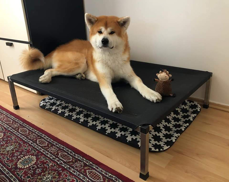 u akita